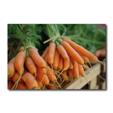 lienzo bodegón de zanahorias recogidas del huerto